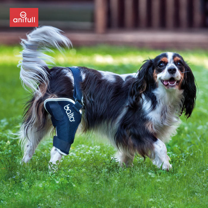 BT JUMP (膝サポーター) 犬用 後ろ足 サポーター