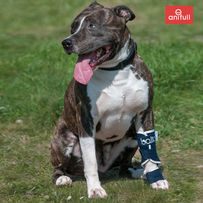BT SPLINT(手根関節サポーター) 犬用 前足 サポーター