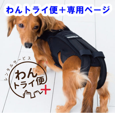 【レンタルサービスわんトライ便+】 わんコル 持ち手つき ソフトタイプ
