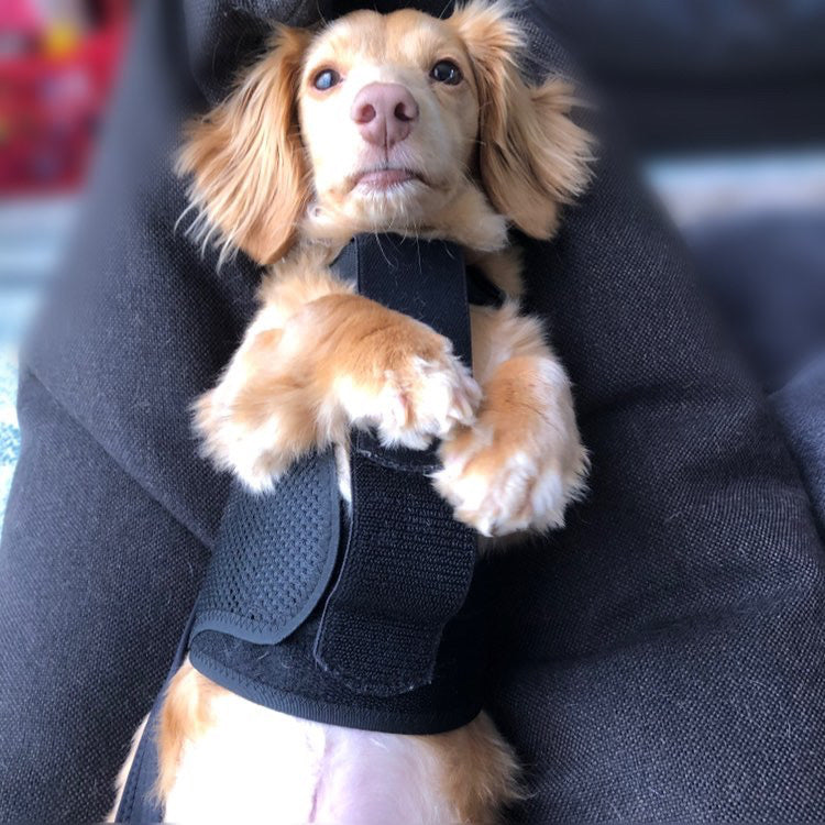 わんコルソフトタイプ ズレ防止Iベルト オーダーメイド