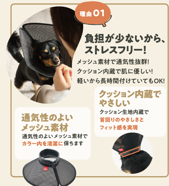 アニサポ ちょっとだけだカラー <2025年3月新発売>