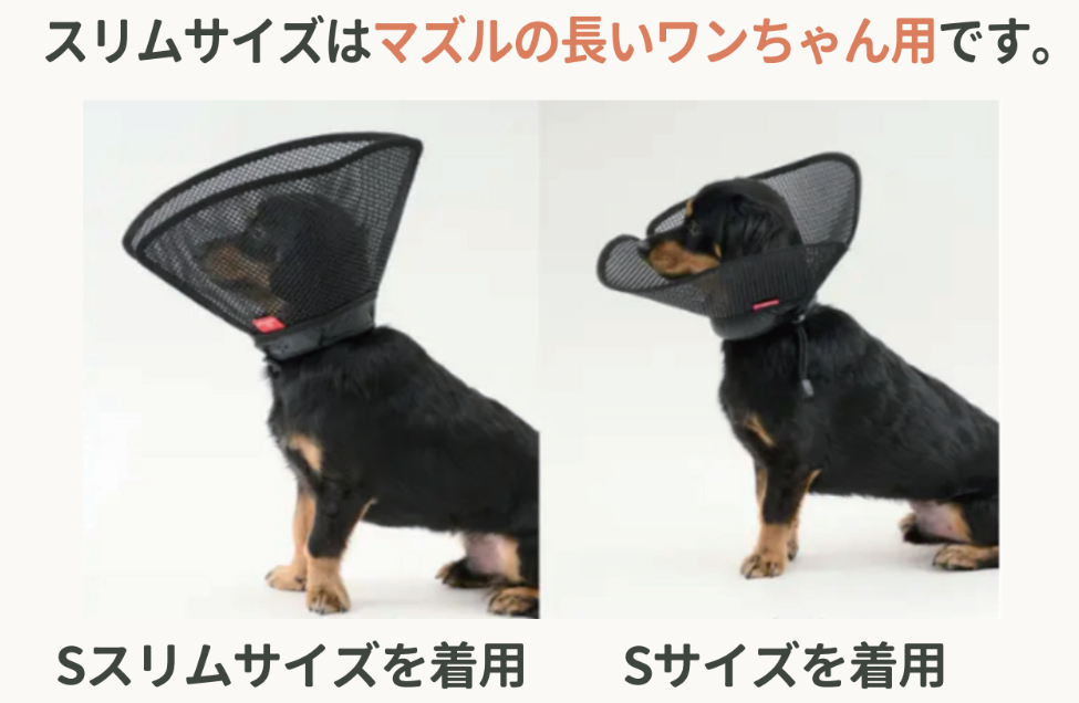 アニサポ ちょっとだけだカラー <2025年3月新発売>