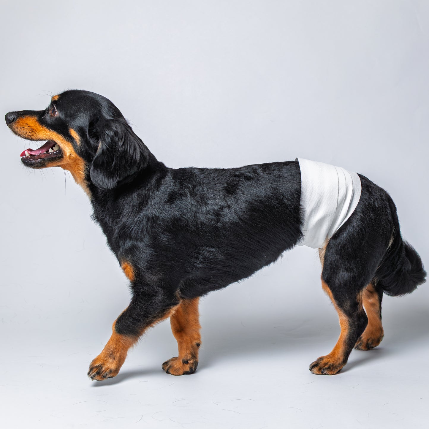 アニサポ ピタッとロール【2025年8月新発売】