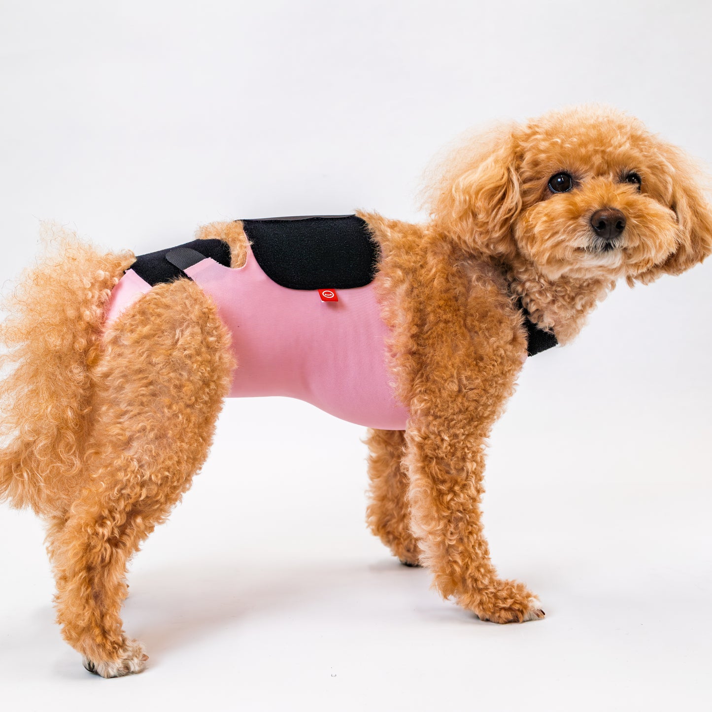 【2025年10月新発売】キズぐちエプロンSE 犬用