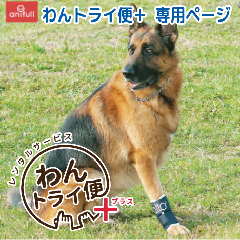 【レンタルサービスわんトライ便+】BT JOINT(手首サポーター) 犬用 手首サポーター