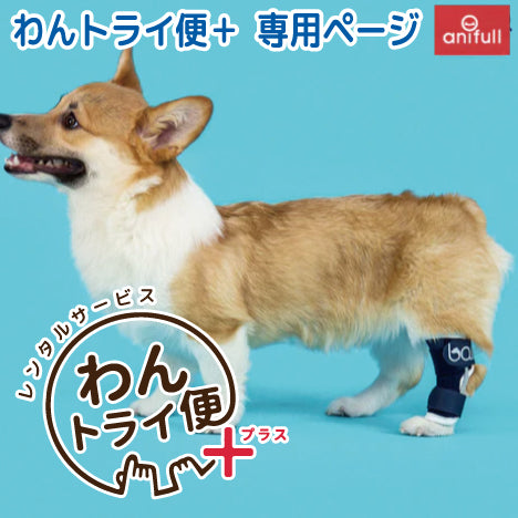 【レンタルサービスわんトライ便+】BT HOCK(足根関節サポーター) 犬用 足首節サポーター