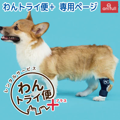 【レンタルサービスわんトライ便+】BT HOCK(足根関節サポーター) 犬用 足首節サポーター