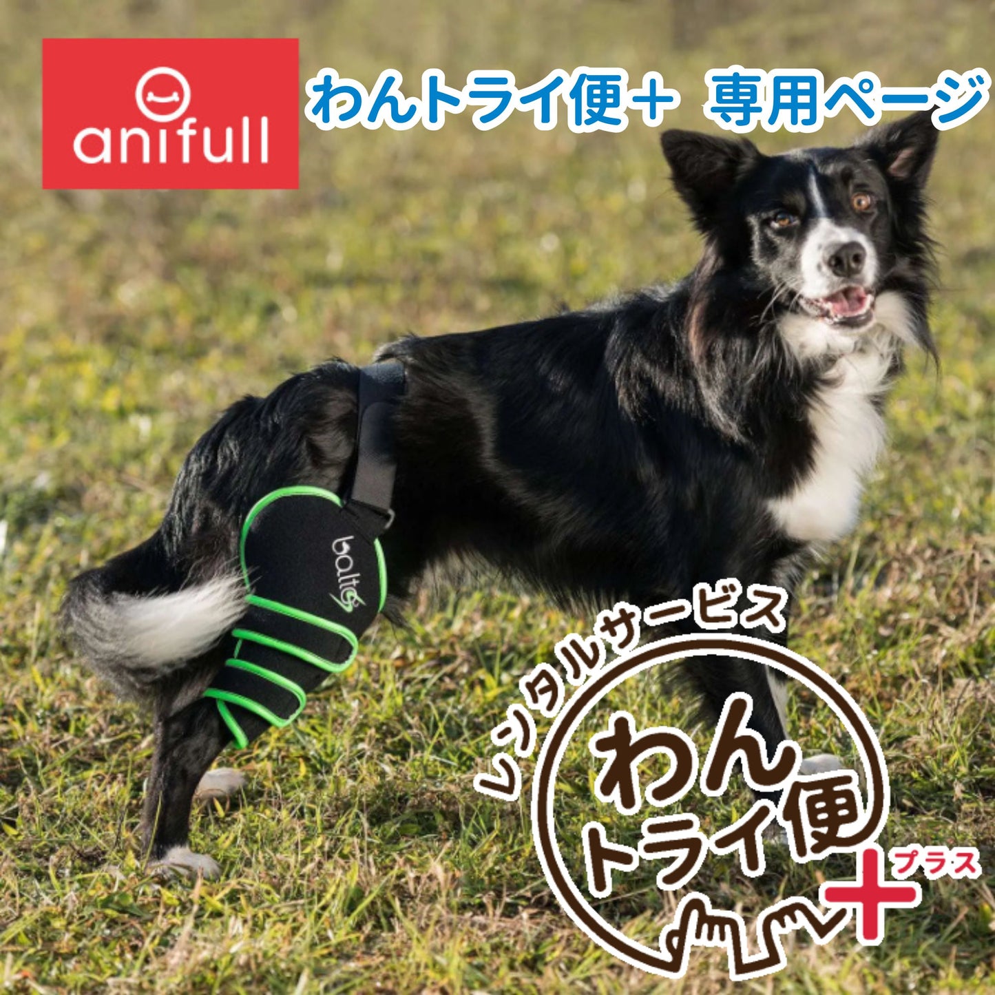 【レンタルサービスわんトライ便+】BALTO SPORT AGILE (膝サポーター) 犬用 後ろ足 サポーター