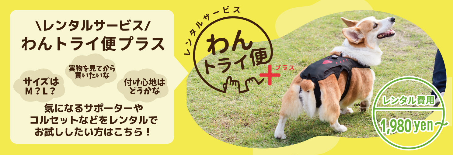 anifull（アニフル）｜動物と”ずっと一緒に歩く”を叶える