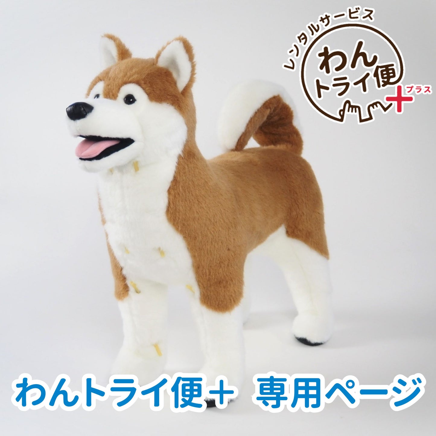 【レンタルサービスわんトライ便+】　保定のできる犬型医療シミュレーター しばわん