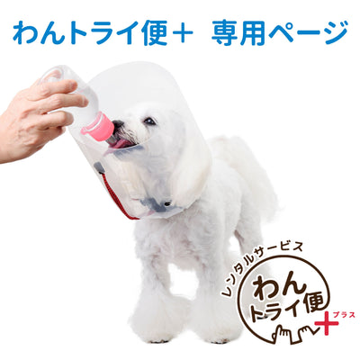 【レンタルサービスわんトライ便+】　アニサポ アイガードエリザベスカラー【14日間のみ】
