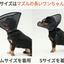 アニサポ ちょっとだけだカラー　＜2025年3月新発売＞