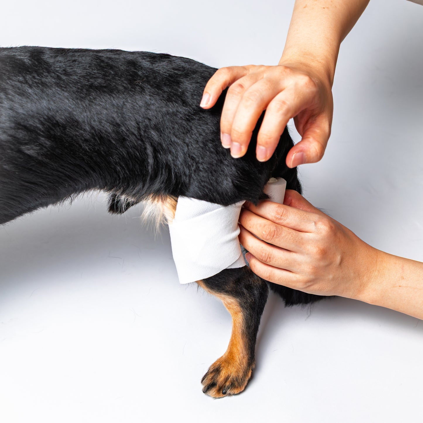 アニサポ ピタッとロール【2025年8月新発売】