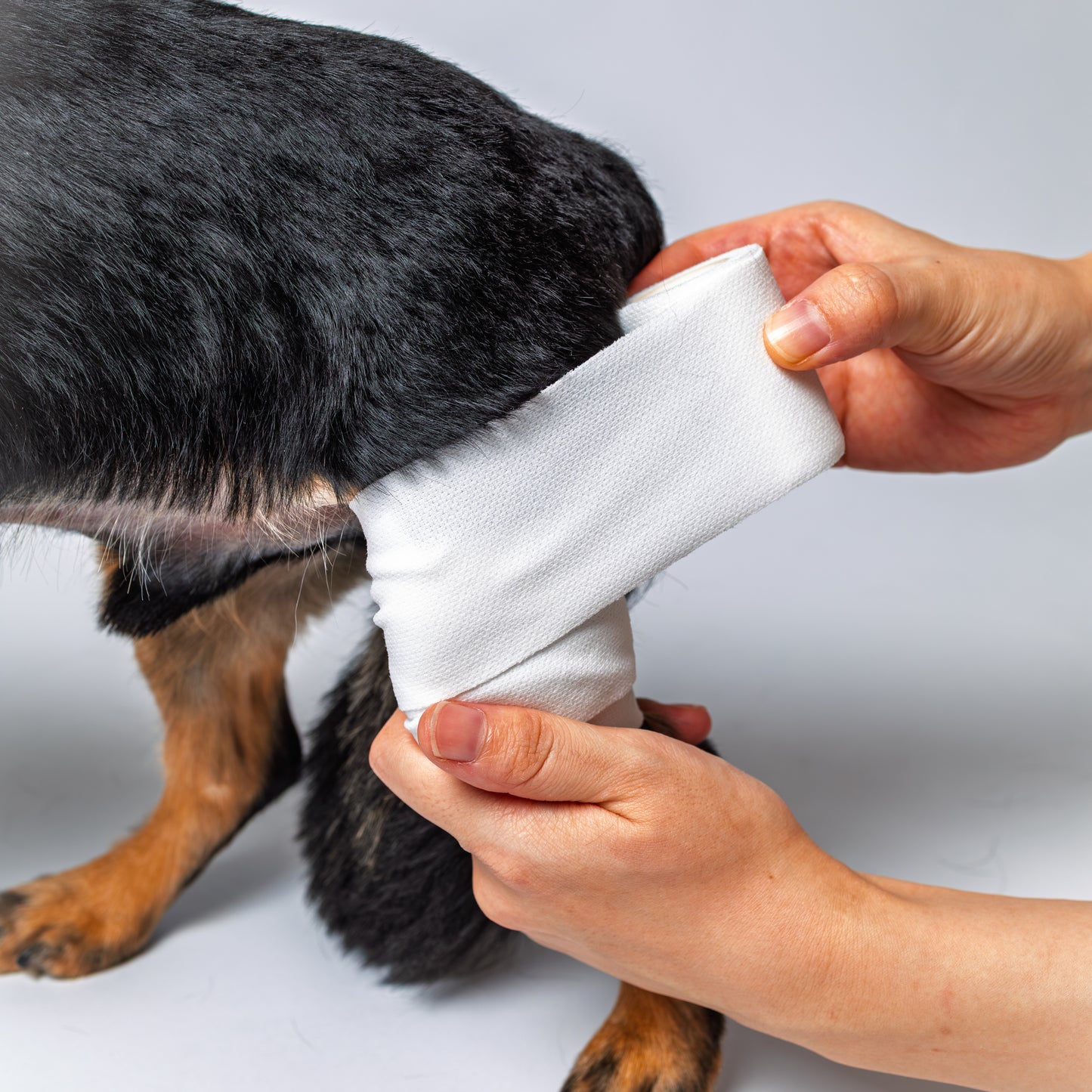 アニサポ ピタッとロール【2025年8月新発売】