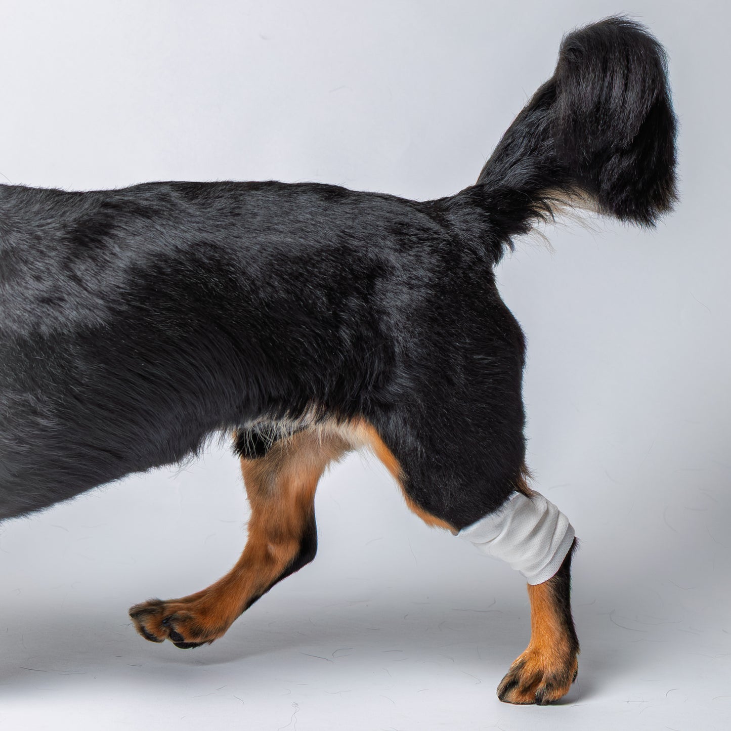 アニサポ ピタッとロール【2025年8月新発売】