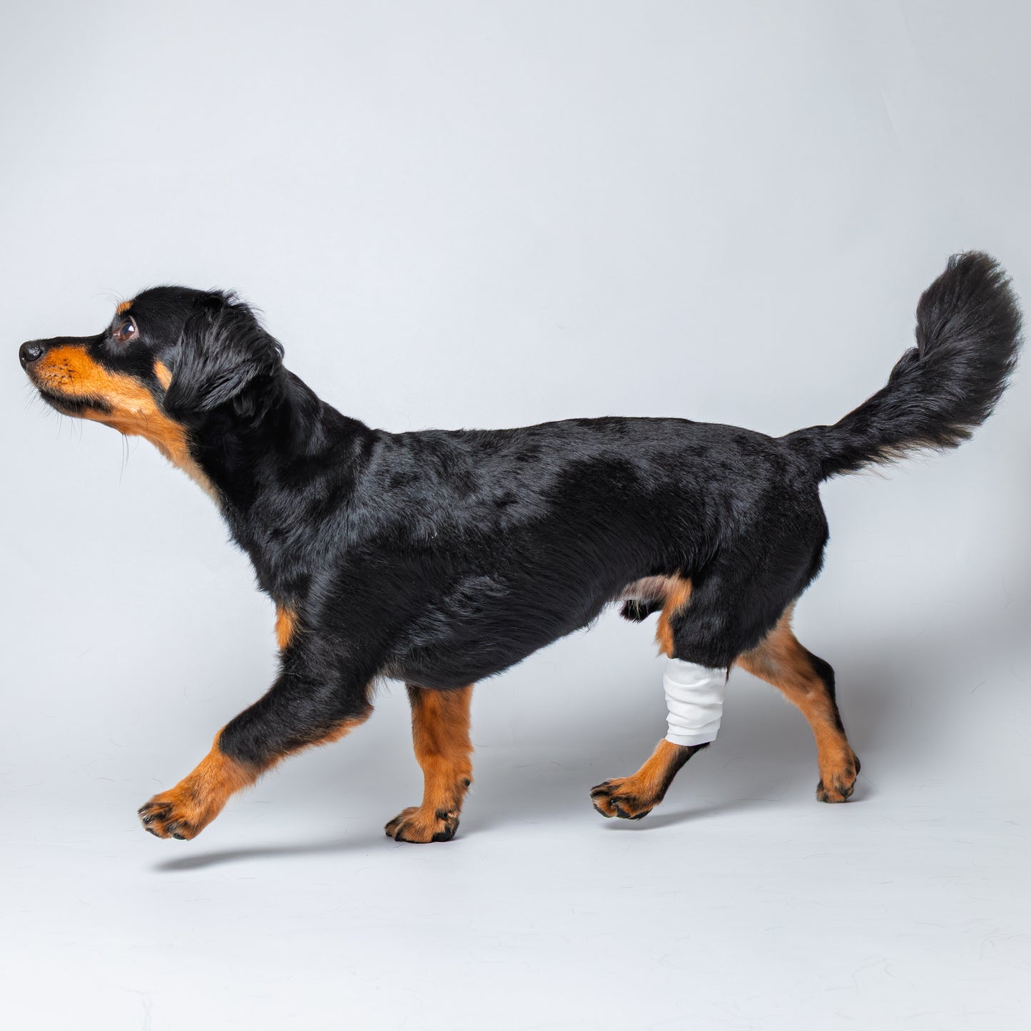 アニサポ ピタッとロール【2025年8月新発売】