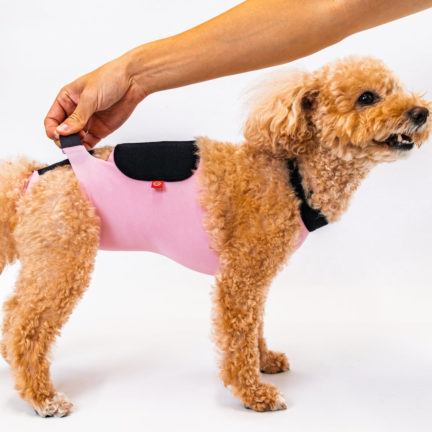 【2025年10月新発売】キズぐちエプロンSE 犬用