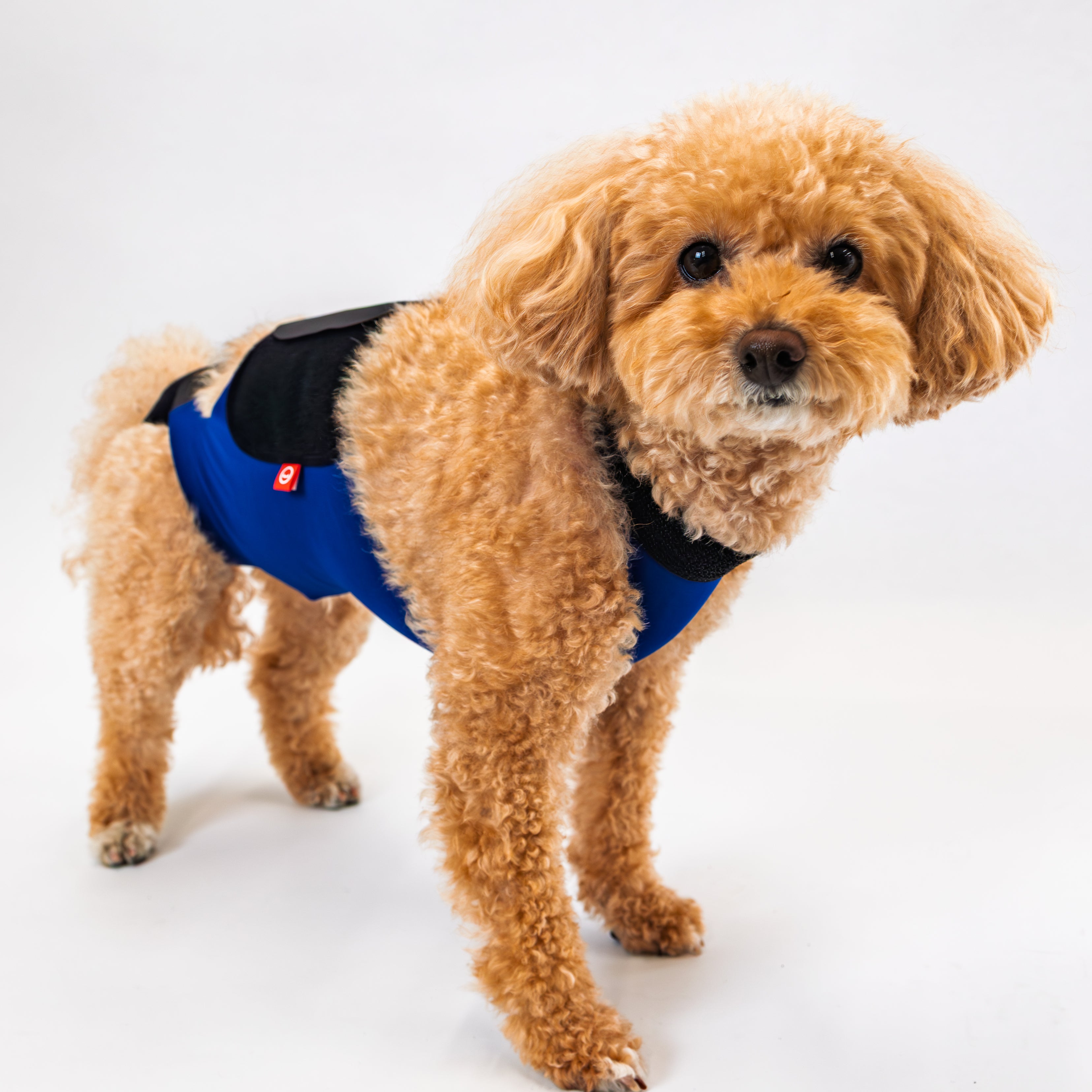 いぬ（オーダー用） キズぐちエプロンSE 犬用 – anifull