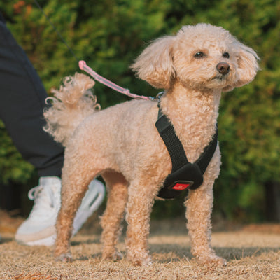 「アクティブに、どこまでも。」 気管解放のハーネス　アニサポ ハーレストActive  ブラック