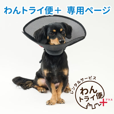 【レンタルサービスわんトライ便+】　アニサポ ちょっとだけだカラー【14日間のみ】