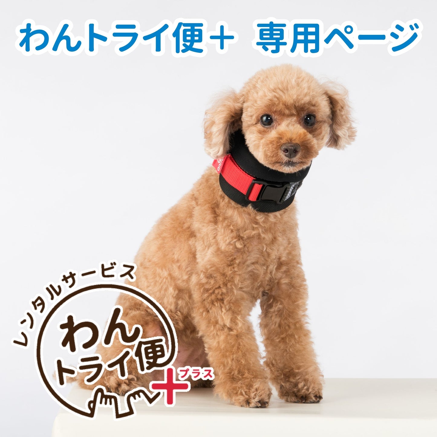 【レンタルサービスわんトライ便+】　アニサポネック　犬用首サポーター　軽量な頸椎サポーター