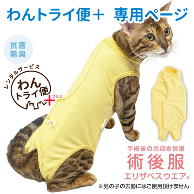 【レンタルサービスわんトライ便+】　猫用術後服エリザベスウエア(男女兼用-猫用)イエロー(YE) 【14日間のみ】