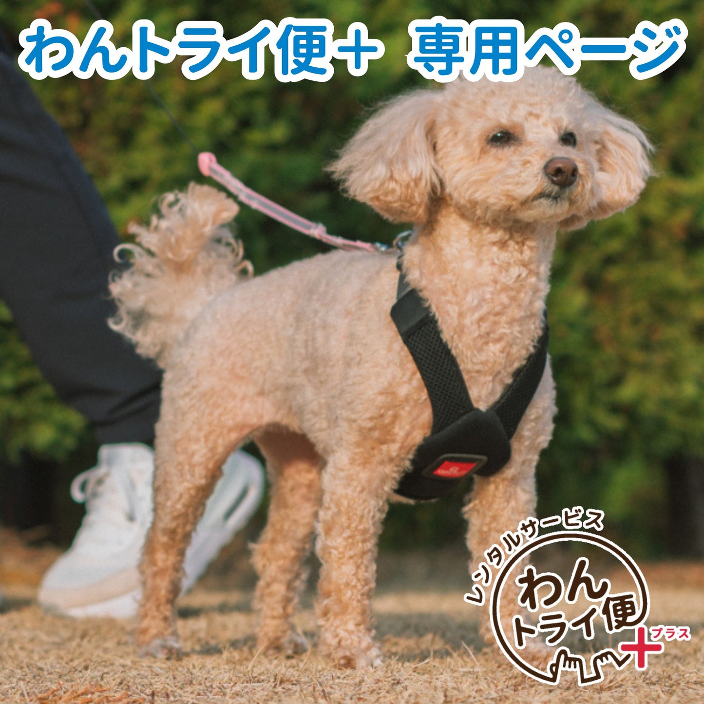 【レンタルサービスわんトライ便+】　「アクティブに、どこまでも。」 気管解放のハーネス　アニサポ ハーレストActive