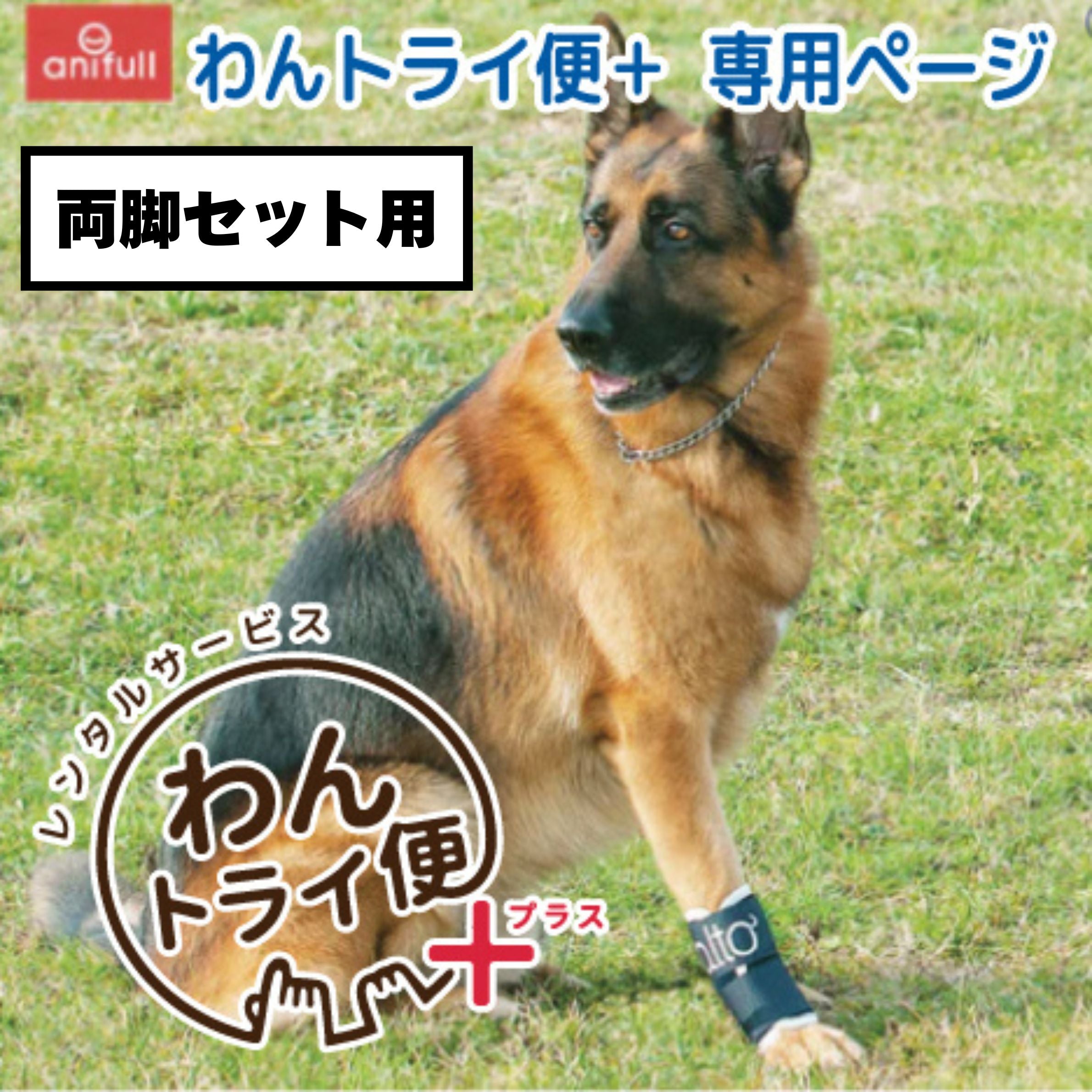 Balto – anifull