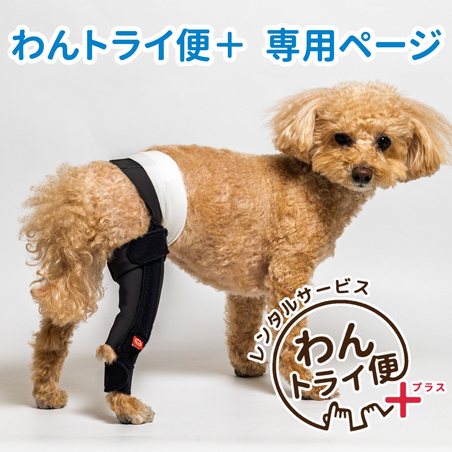 【レンタルサービスわんトライ便+】アニサポ ニーフィット