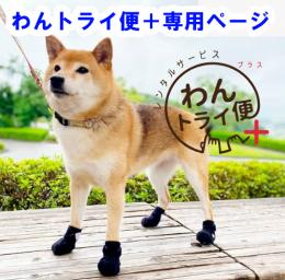 【レンタルサービスわんトライ便+】　犬用シューズ　アニサポ ナックルンHERO