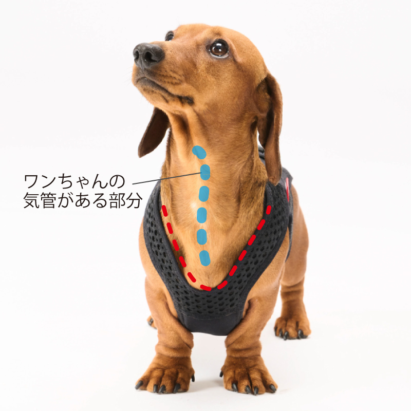 わんコル With 犬用サポーター コルセット / 犬用コルセット・介護用品