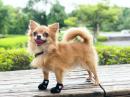 アニサポ ナックルンHERO 動物医療用品メーカーが作る犬用シューズ
