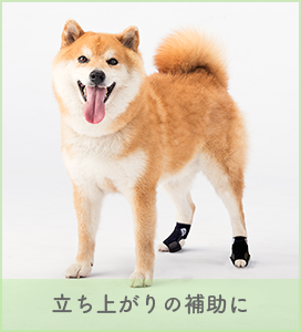 犬用コルセット 介護用品の販売 アニフル